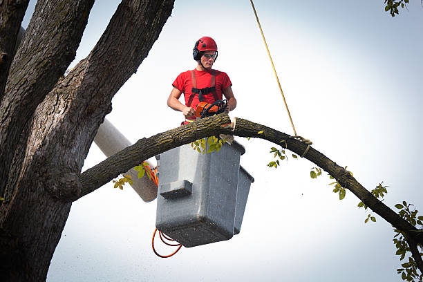 Palm Tree Trimming in Alexander City, AL